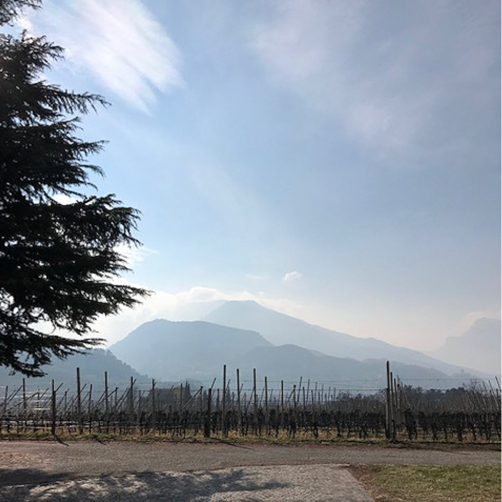 Italy Growers
