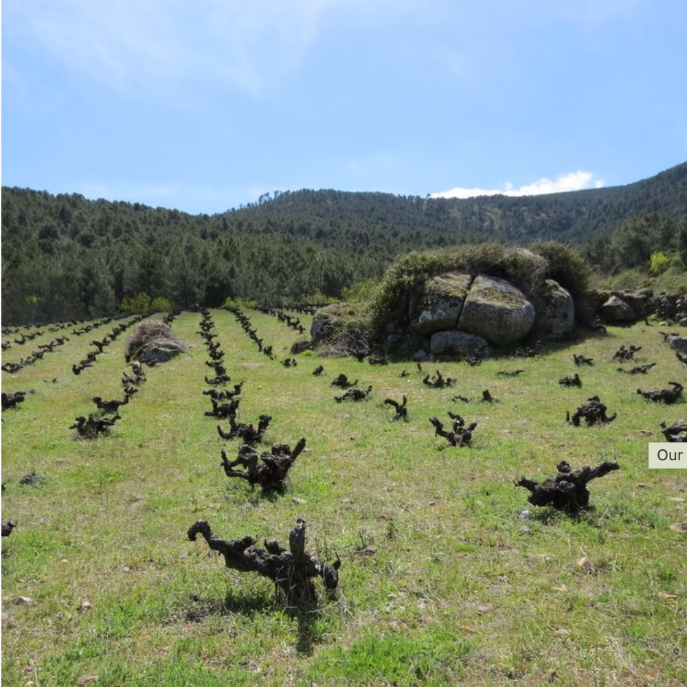 Spain and Portugal Growers