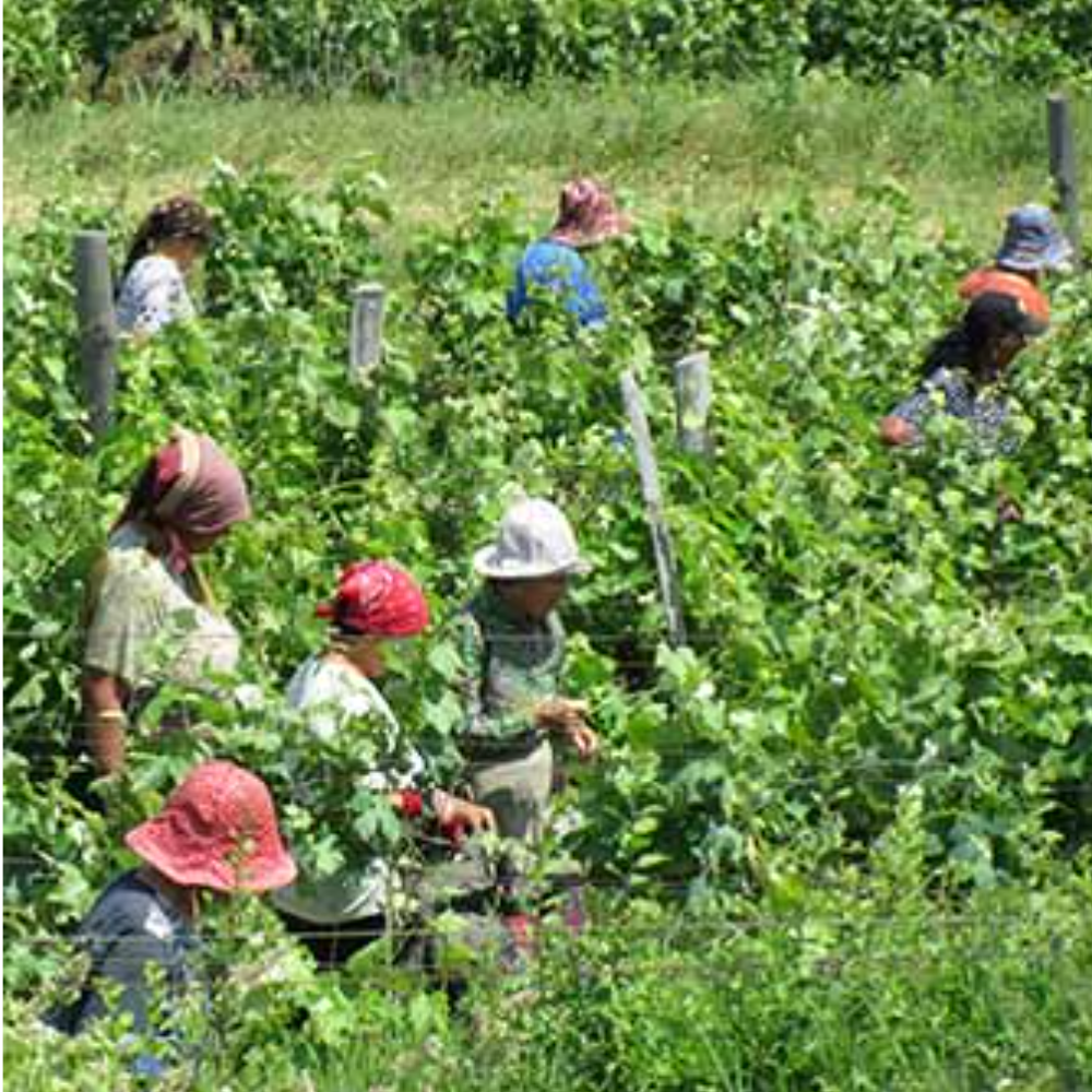 Central Europe Growers
